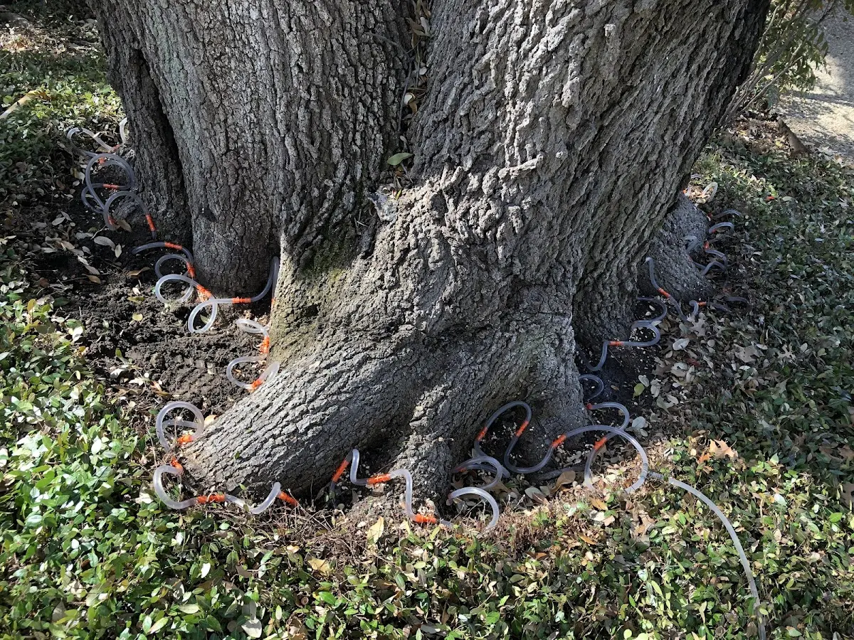 Detailed Tree Cabling and Bracing job site in Prospect Park