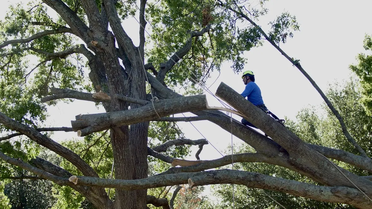 Professional Crown Thinning performed by certified arborists in Prospect Park