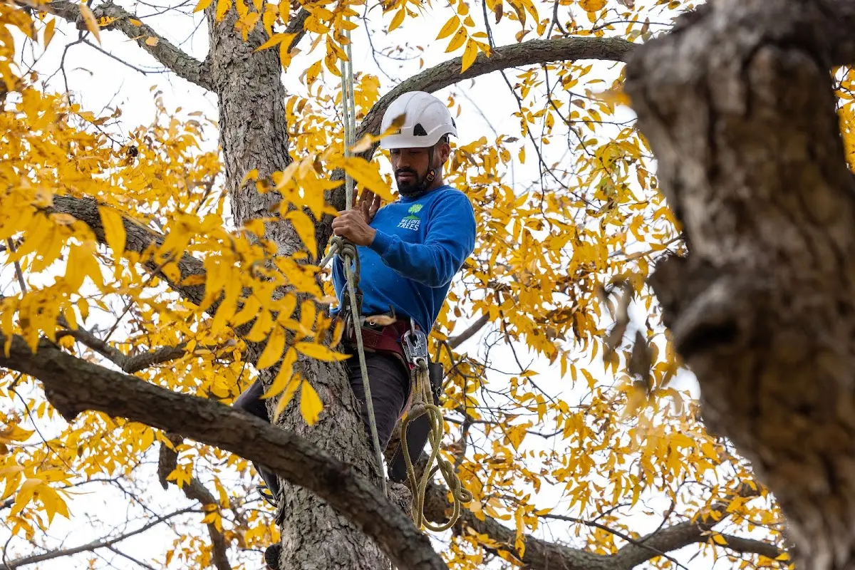 Skilled Tree Planing crew working in Prospect Park