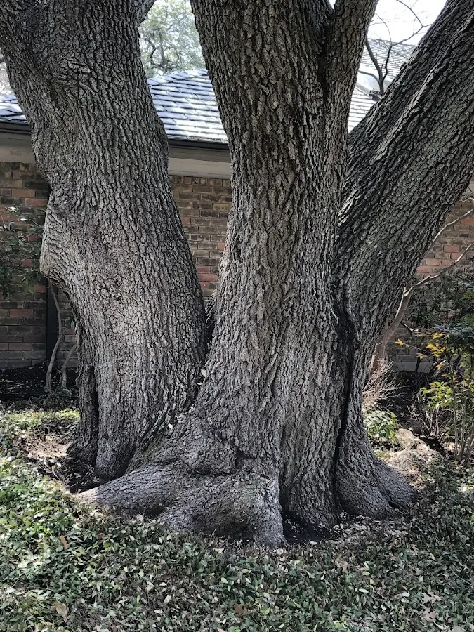 Mature heritage tree close to a Prospect Park property cared for by certified arborists